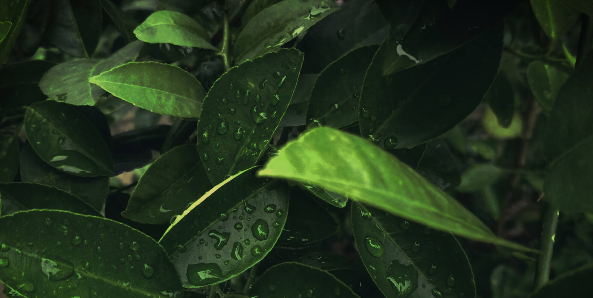 leaves